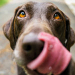 A Guide to Condo Pet Rules for Toronto Home Owners and Tenants | Fox Marin Blog