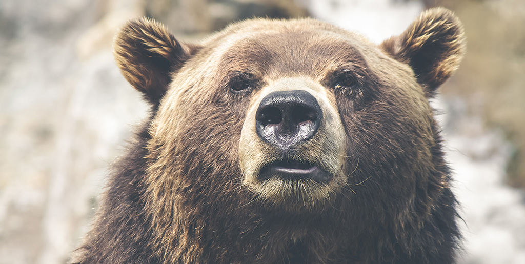 Toronto Real Estate Market: Are We Heading Into A Bear Market? | foxmarin.ca